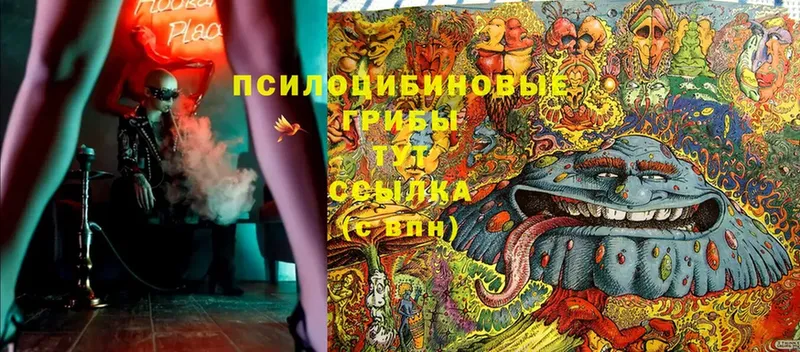 Галлюциногенные грибы Psilocybine cubensis  Киржач 